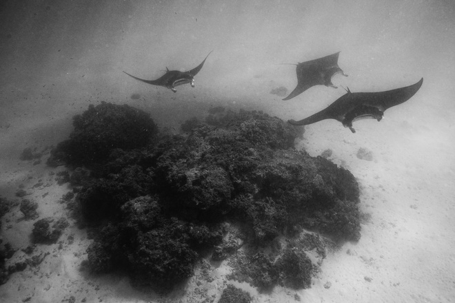 3 manta rays cleaning station lagoon bora bora