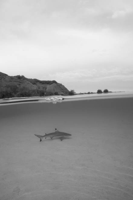 blacktip shark moorea lagoon half underwater