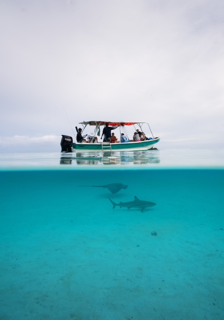 boat shark ray moorea half underwater