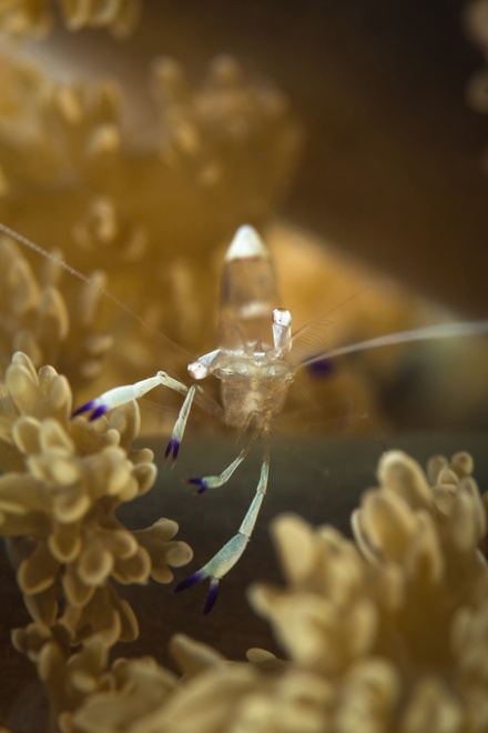 magnificus shrimp new caledonia