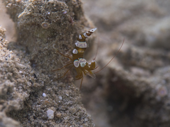 thor shrimp sand new caledonia