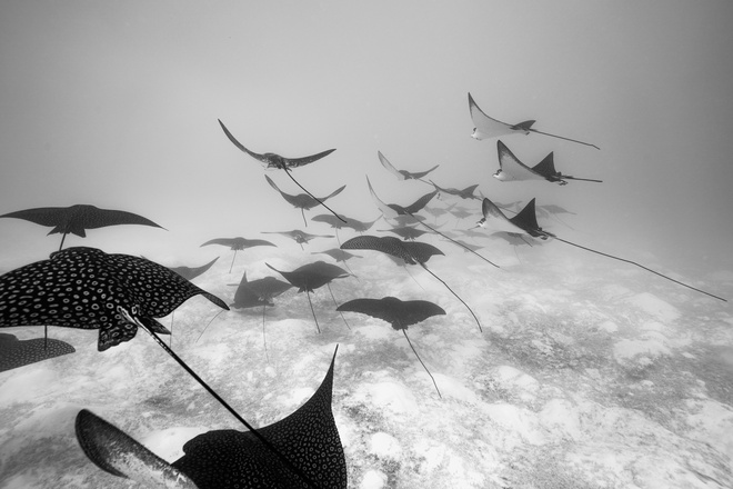 school eagle ray lagoon bora bora 