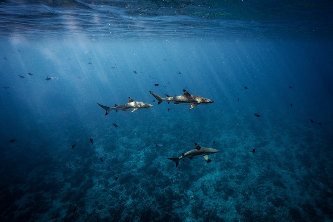 blacktip shark ocean bora bora 