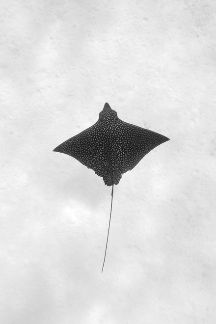 eagle ray lagoon bora bora