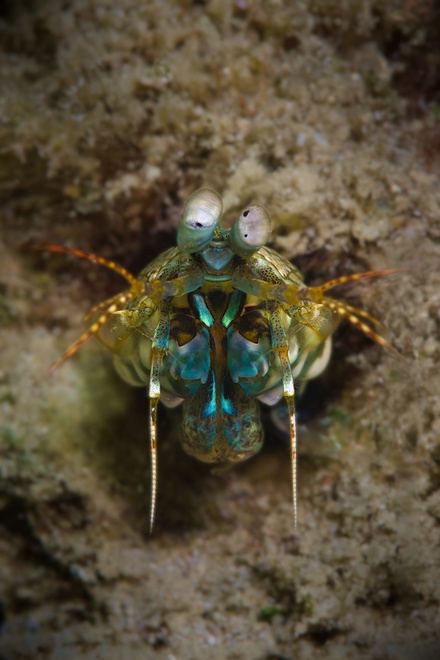 squill new caledonia