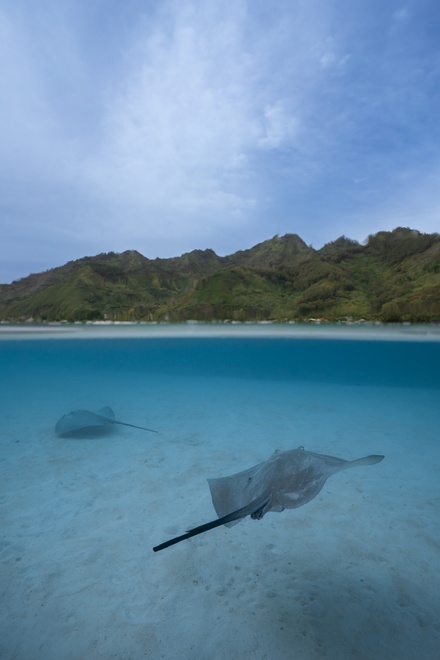 stingray moorea half underwater