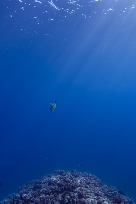 turtle drop-off moorea 