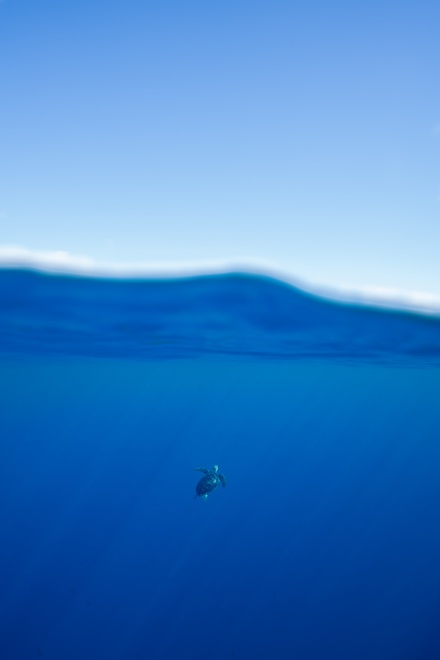 turtle ocean moorea