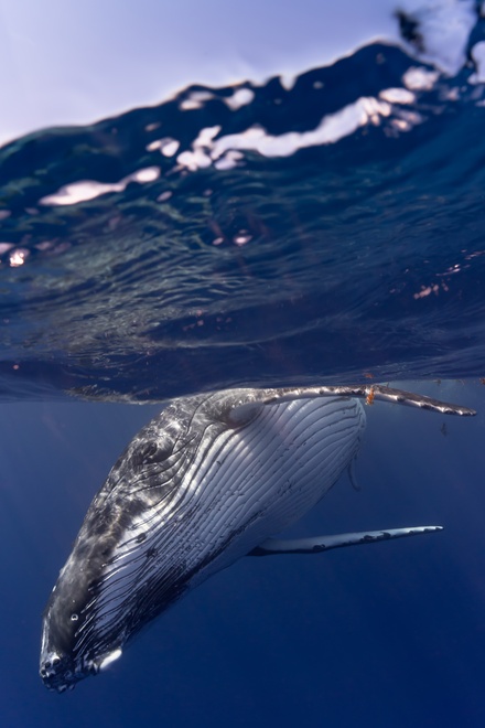 humpback whale moorea eye