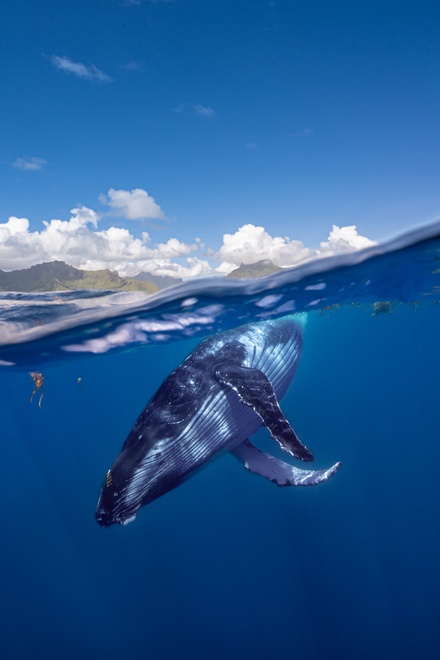 humpback whale moorea half underwater