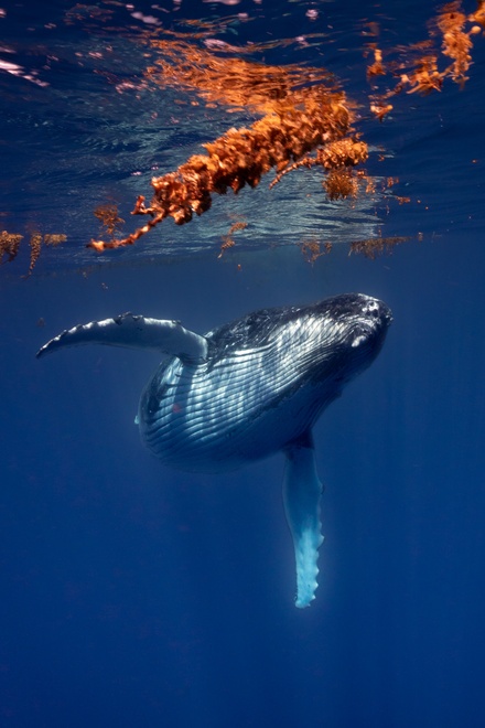 humpback whale moorea swimming