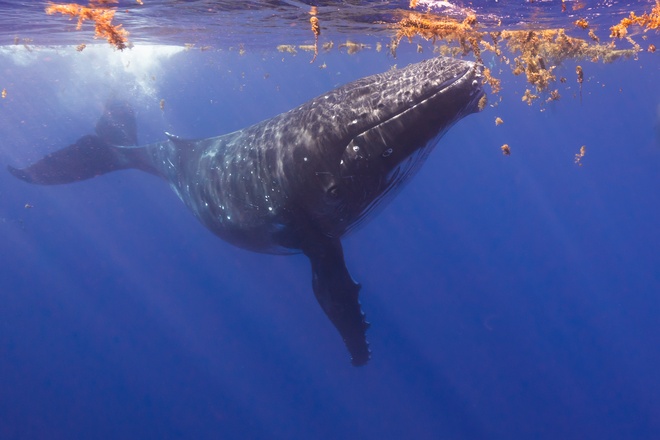 humpback whale moorea seaweed